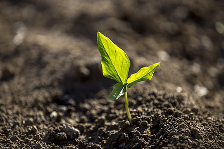 agriculture, land, farm, cultivated land, growth, leaf, dirt