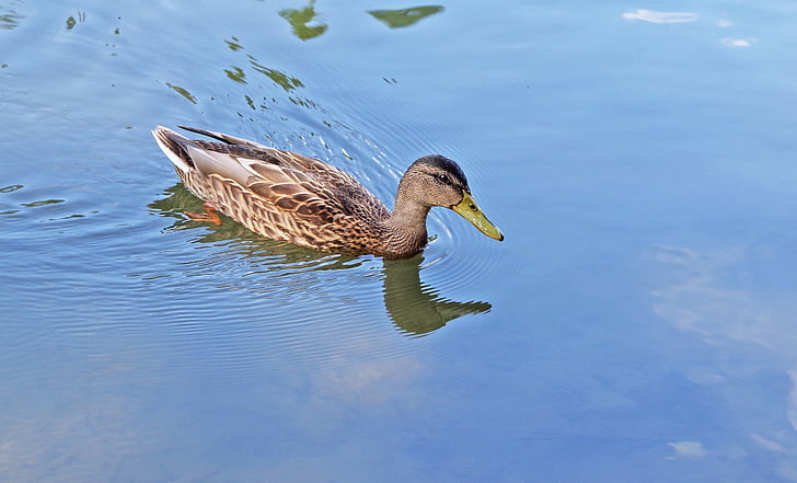 Mallard duck, ūdens, putns, peldēšana, pārdomas