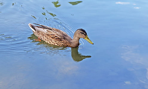 Mallard bebek, air, burung, renang, refleksi
