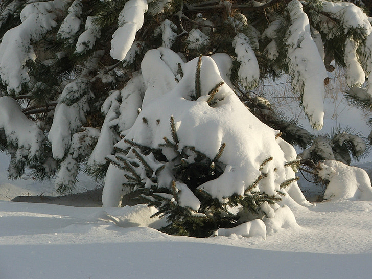 naaldboom, winter, boom, Pine, seizoen, sneeuw, december