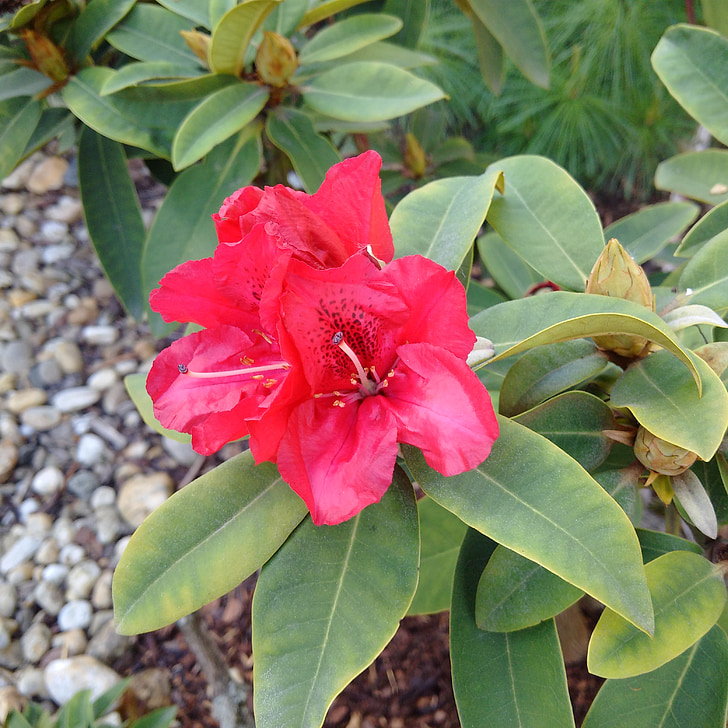 Rhododendron, Rosa, röd, blomma, Bush, Vernal, rosa blomma