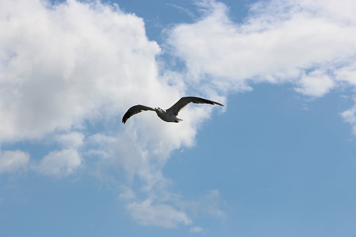 seagull, clouds, sky, fly, bird, sunny, air