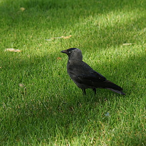 Kajan, fågel, Corvus monedula, svart och grått