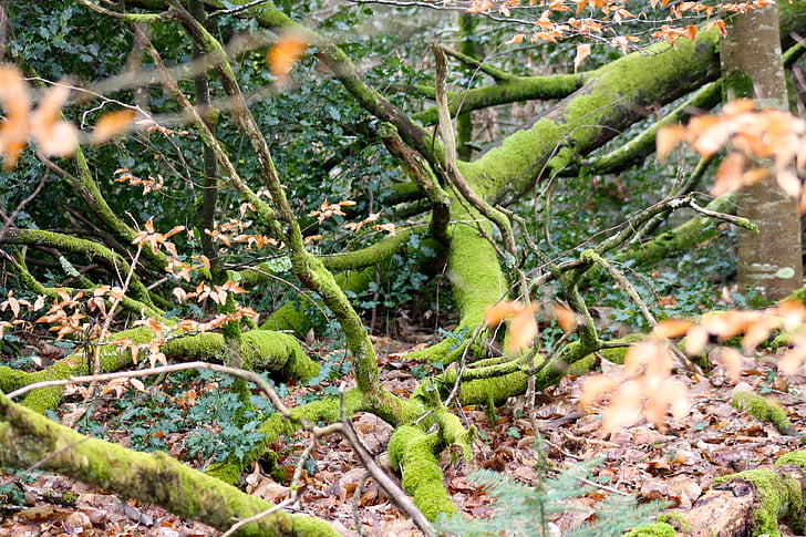 Ramos cobertos de musgo, emaranhado da floresta, ramos caídos, restos de árvore