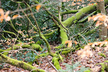 Moss kaetud oksad, metsamaa sasipundar, langenud oksad, puu praht