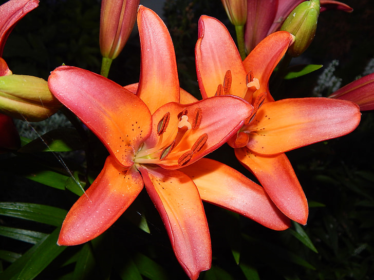 Lily, ružová, Orange