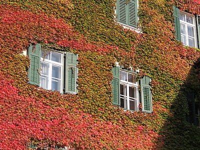 vigne, mur, fenêtre de, montée, bâtiment, façade