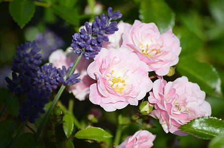 vaaleanpunaisia ruusuja, laventeli, ruusut, kukat, Luonto, Lila vaaleanpunainen