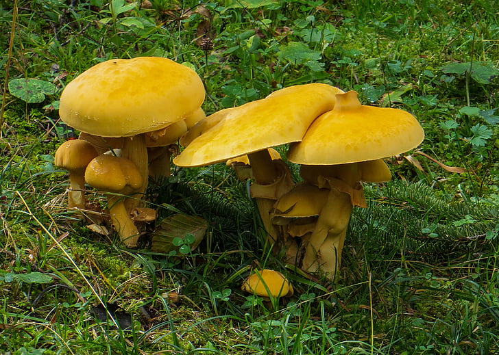 mushrooms, forest, toxic, moist, moss, autumn, yellow