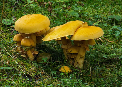 грибы, лес, токсичные, Влажные, Мосс, Осень, желтый