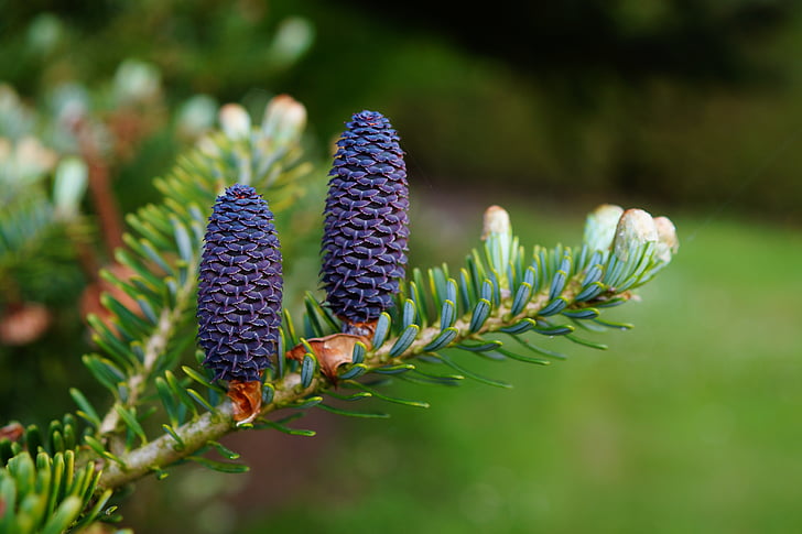 naturaleza, conos de pino, planta, púrpura