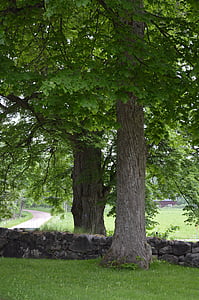 πέτρινο τοίχο, τοίχο Εκκλησίας, δέντρα, τοίχου, πέτρα, δέντρο, βιολογικά