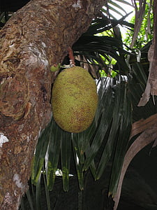 Jack fruktträd, Jack frukt, frukt, träd, Tropical, exotiska, Artocarpus heterophyllus