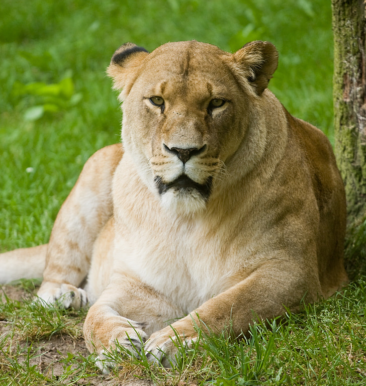 Lion, Predator, reste, Parc naturel, femelle, Zoo, animal sauvage