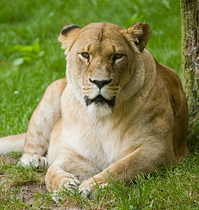 lion, predator, rest, nature park, female, zoo, wild animal
