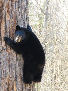 bear, cub, brown, climbing, tree, looking, portrait