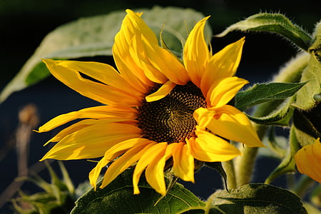 Sun flower, Latem, roślina, Zamknij, Natura, jasne, ogród