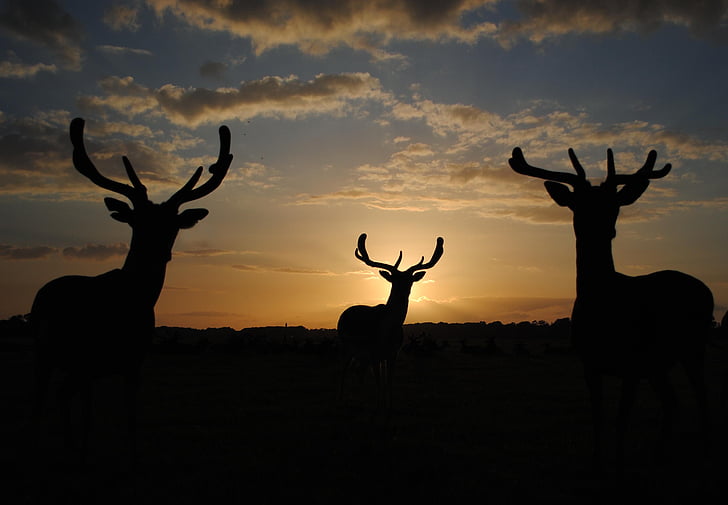 silhouette, deer, horns, sunset, fallow, fauna