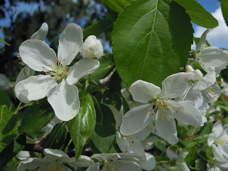 almafa, Virágszálnak Apple, Blossom, Bloom, fehér, fióktelep, levelek
