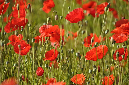 Poppy, klatschmohn, merah, bunga opium, bunga, bidang poppies, Blossom