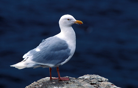 glaucous gull, bird, seagull, standing, water, ocean, rock