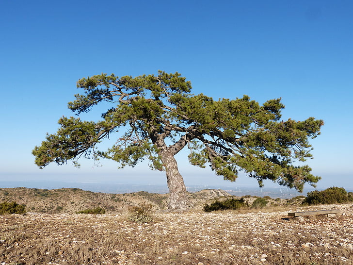 singular träd, Pine, Montsant, PI cugat, naturen, träd, Sky