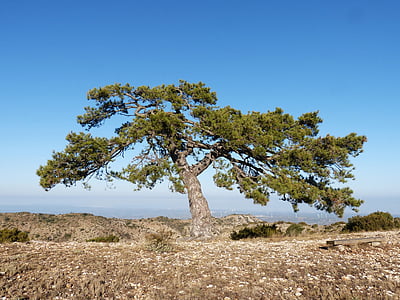 albero singolare, pino, Montsant, cugat pi, natura, albero, cielo