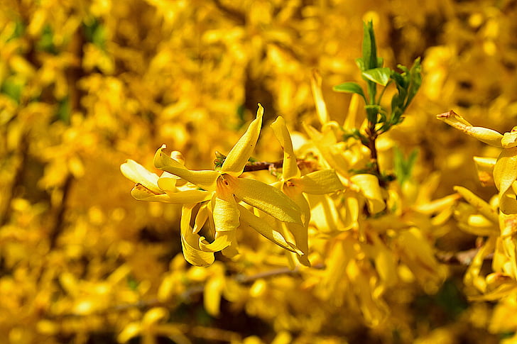 kevadel, Dekoratiivne põõsas, forsythia, Kuldsed kellad, farbenpracht, õis, Bloom