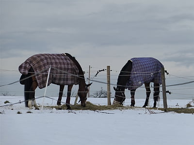 Pferde, Tiere, Säugetiere, Weide, Winter, Kälte, Decke