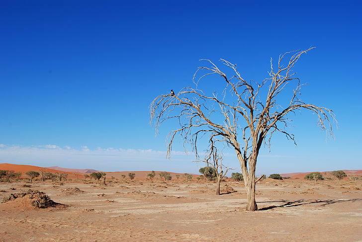 Namibia, Afrika, Sossusvlei, träd, öken, torr, Dunes
