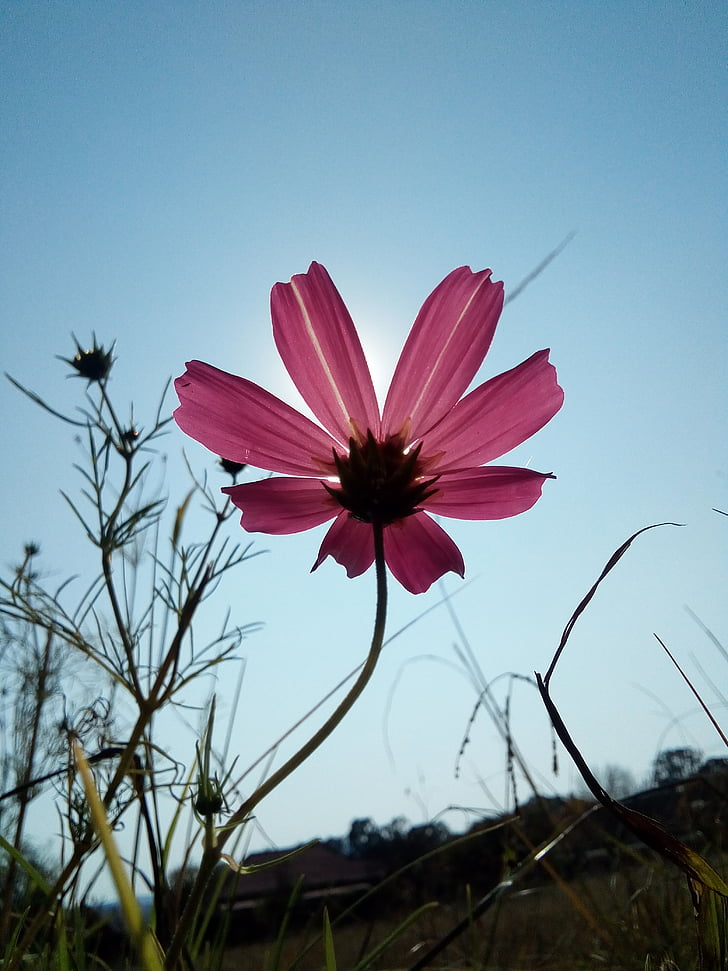 Daisy, bunga, merah muda, liar, rumput, langit, matahari