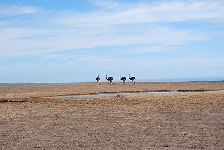 타조, 남아프리카 공화국, 물을 장소, 가뭄, 표면, 자연, 모래
