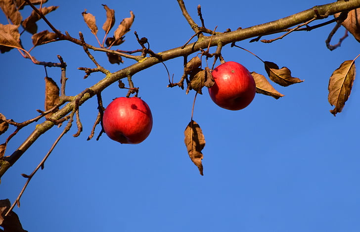 ābolu, Ābele, augļi, koks, daba, sarkana, rudens