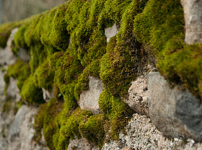 escuma, paret, humitat, vegetació, fons, natura