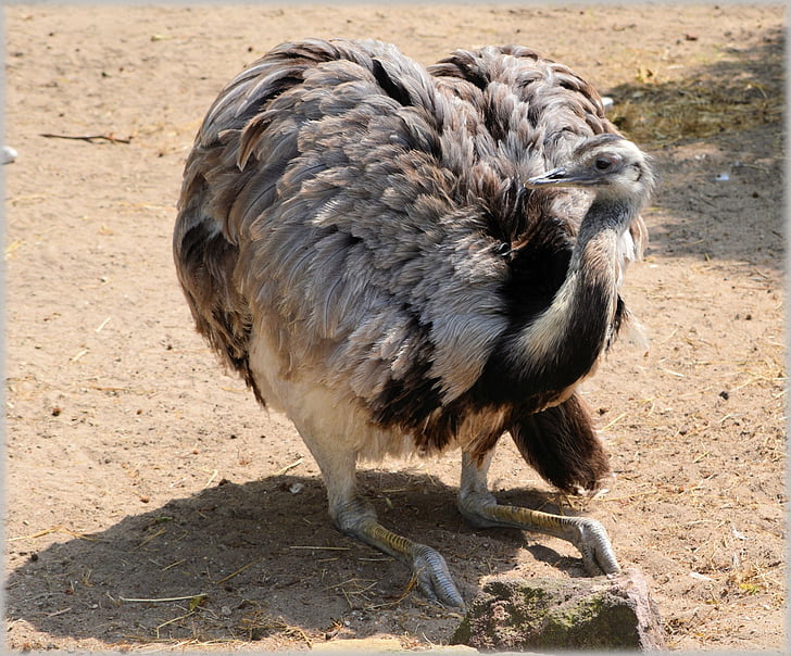 ostrich, african, flightless bird, struthionidae, fast, land animal, bird