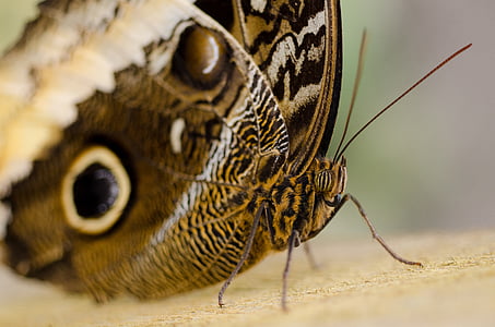 papillon, macro, yeux, aile, insecte, nature, bug