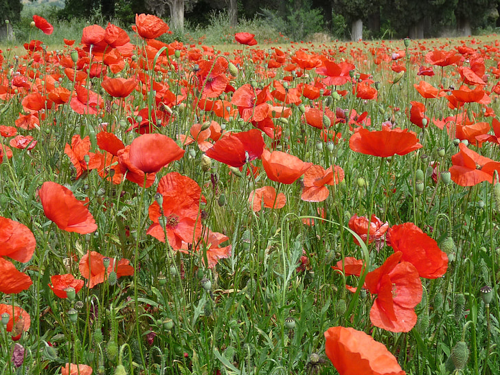 poppy, klatschmohn, red, flowers, meadow, flower meadow