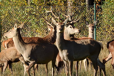 Hart, DOE, Park, eläinten, Deer, nisäkäs, Luonto