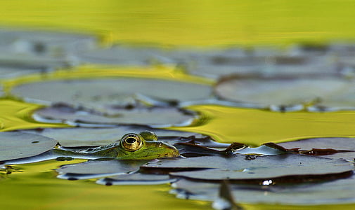 frog, lake, pond, frog pond, nuphar lutea, lily pad, water