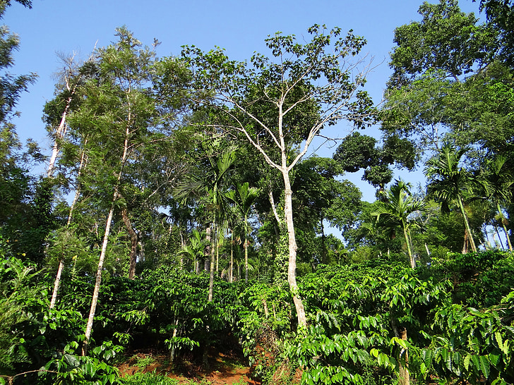Coffee plantation, hegy lejtőjén, árnyas fák, kodagu, India, fa, szerves