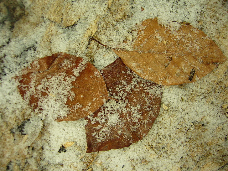 blade, rimfrost, efterår, kolde, natur, baggrunde, brun