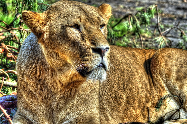 Leão, Leoa, Parque Nacional de Serengeti pendurar ha, gato selvagem, animais, jardim zoológico, predador