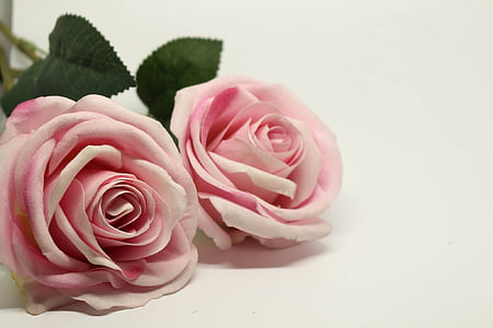 uma rosa, -de-rosa, rosas cor de rosa, romance, flor, cor-de-rosa, rosa - flor