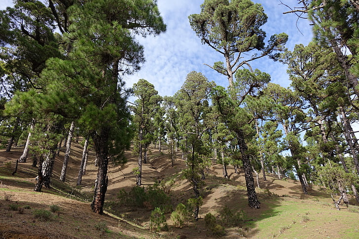 pine, pine grove, green nature