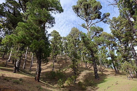 pinus, Pine grove, alam hijau