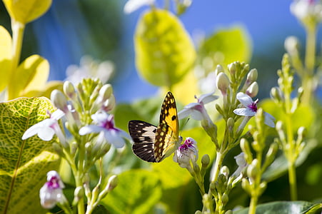 bướm, Châu Phi, Sân vườn, mùa hè, Hoa, côn trùng, một trong những động vật