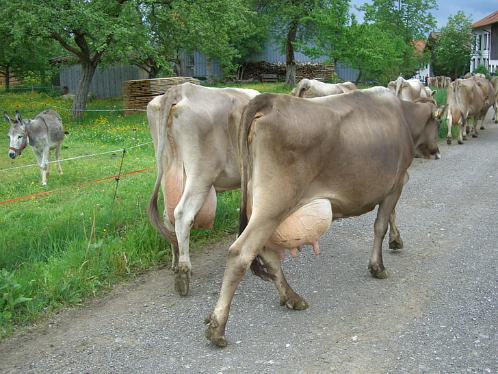 cow, dairy cows, udder, impact fully, way home, cattle, donkey
