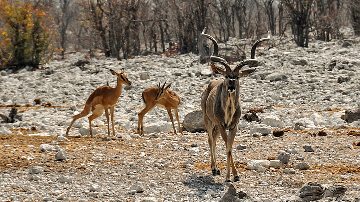 Kudu, Afrika, Namibia, natur, tørr, nasjonalpark, dyr
