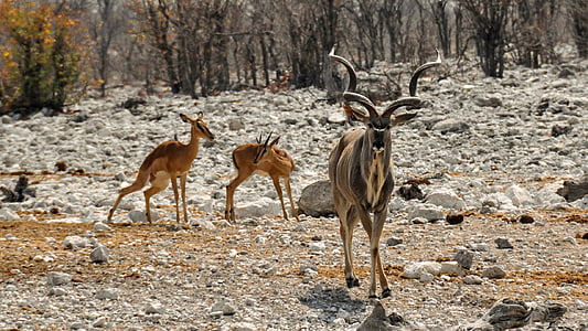 större kudu, Afrika, Namibia, naturen, torr, nationalparken, djur