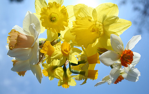 daffodils, flowers, yellow, spring, nature, easter, floral